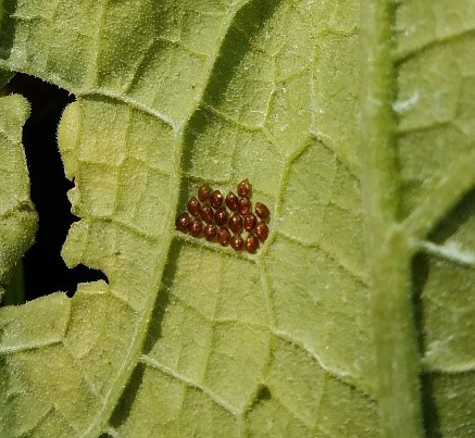 squash bug egg mass